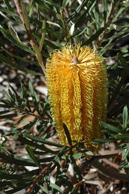 APII jpeg image of Banksia neoanglica  © contact APII