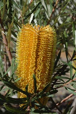 APII jpeg image of Banksia neoanglica  © contact APII