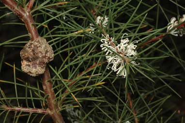 APII jpeg image of Hakea decurrens subsp. platytaenia  © contact APII