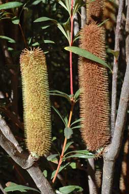 APII jpeg image of Banksia paludosa  © contact APII