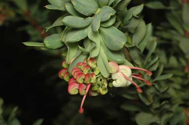 APII jpeg image of Grevillea iaspicula  © contact APII