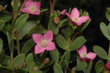 APII jpeg image of Boronia 'Pink Passion'  © contact APII