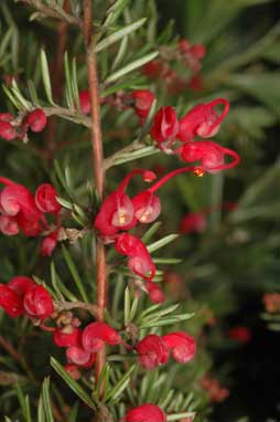 APII jpeg image of Grevillea lavandulacea 'Victor Harbour'  © contact APII