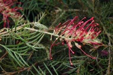 APII jpeg image of Grevillea 'Billy Bonkers'  © contact APII