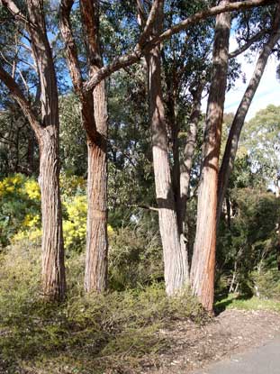 APII jpeg image of Eucalyptus macrorhyncha  © contact APII