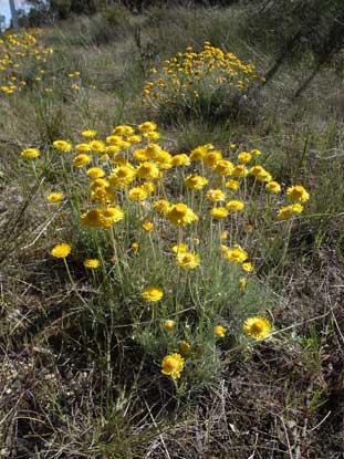 APII jpeg image of Leucochrysum albicans var. albicans  © contact APII