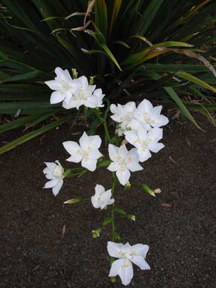 APII jpeg image of Dietes robinsoniana  © contact APII