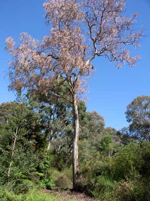 APII jpeg image of Eucalyptus mannifera  © contact APII