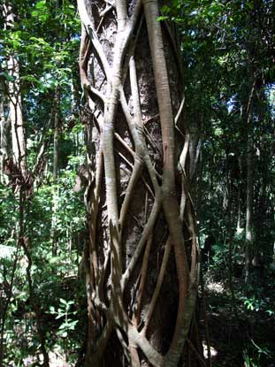 APII jpeg image of Ficus watkinsiana  © contact APII