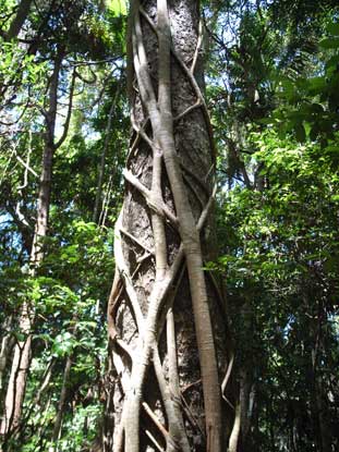 APII jpeg image of Ficus watkinsiana  © contact APII