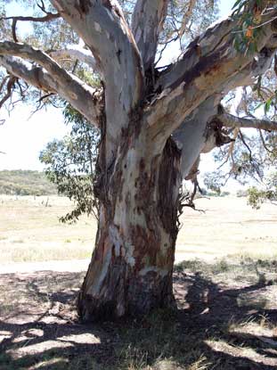 APII jpeg image of Eucalyptus rubida  © contact APII