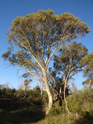 APII jpeg image of Eucalyptus pauciflora  © contact APII