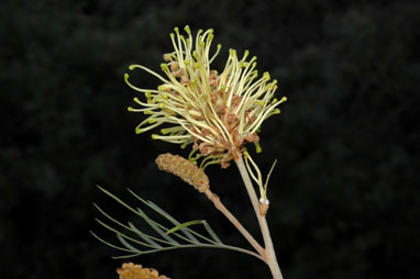 APII jpeg image of Grevillea hodgei  © contact APII