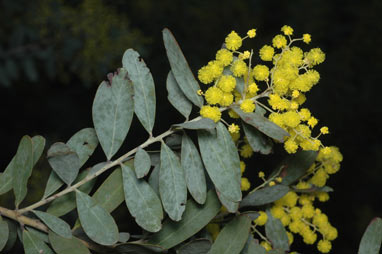 APII jpeg image of Acacia jucunda  © contact APII