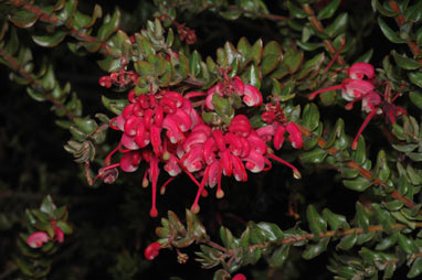 APII jpeg image of Grevillea baueri subsp. asperula  © contact APII