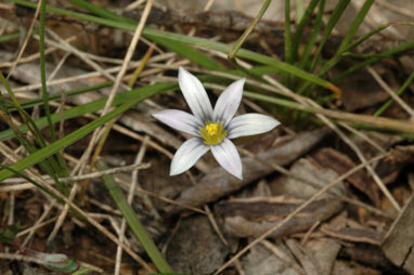 APII jpeg image of Romulea minutiflora  © contact APII