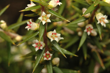 APII jpeg image of Leptecophylla juniperina subsp. oxycedrus  © contact APII