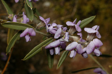 APII jpeg image of Hovea heterophylla  © contact APII