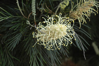 APII jpeg image of Grevillea 'Moonlight'  © contact APII