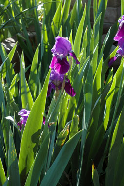 APII jpeg image of Iris germanica  © contact APII