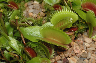 APII jpeg image of Dionaea muscipula  © contact APII