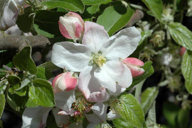 APII jpeg image of Malus pumila  © contact APII