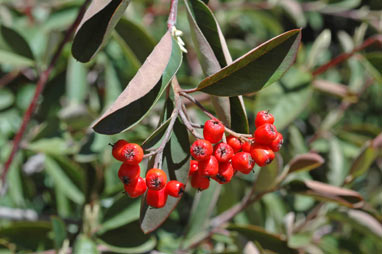 APII jpeg image of Cotoneaster glaucophyllus  © contact APII