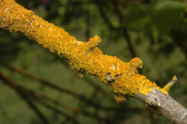 APII jpeg image of Xanthoria  © contact APII