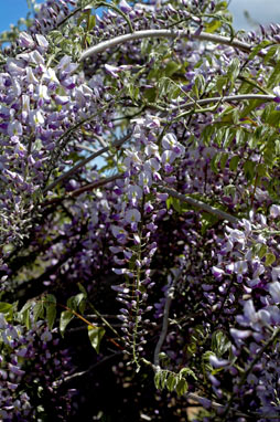 APII jpeg image of Wisteria sinensis  © contact APII