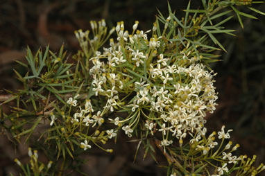 APII jpeg image of Grevillea spinosissima  © contact APII