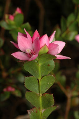 APII jpeg image of Boronia serrulata  © contact APII