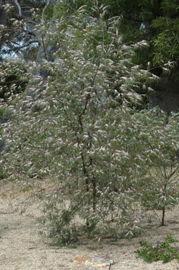 APII jpeg image of Myoporum bateae  © contact APII