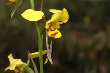 APII jpeg image of Diuris sulphurea  © contact APII