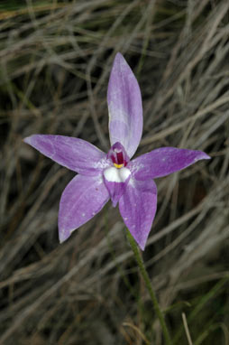 APII jpeg image of Glossodia major  © contact APII