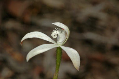 APII jpeg image of Stegostyla ustulata  © contact APII