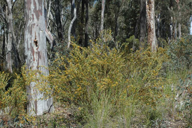 APII jpeg image of Daviesia mimosoides  © contact APII