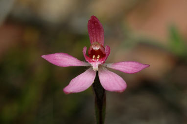 APII jpeg image of Petalochilus mentiens  © contact APII