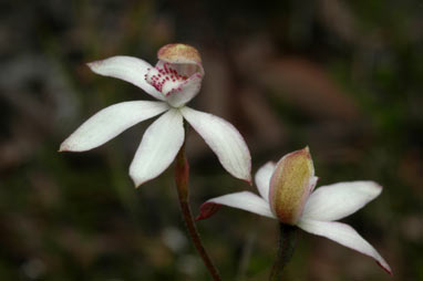 APII jpeg image of Stegostyla moschatum  © contact APII