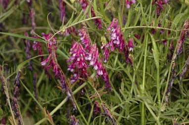 APII jpeg image of Vicia villosa subsp. eriocarpa  © contact APII