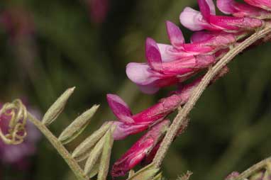 APII jpeg image of Vicia villosa subsp. eriocarpa  © contact APII