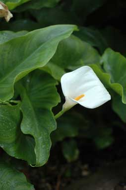 APII jpeg image of Zantedeschia aethiopica  © contact APII