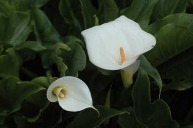 APII jpeg image of Zantedeschia aethiopica  © contact APII