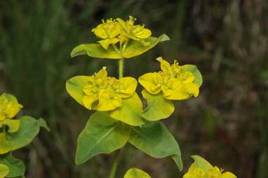 APII jpeg image of Euphorbia oblongata  © contact APII