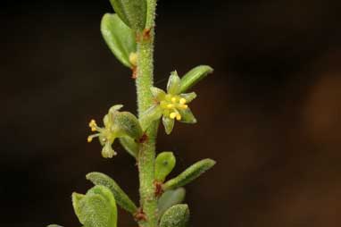 APII jpeg image of Phyllanthus hirtellus  © contact APII