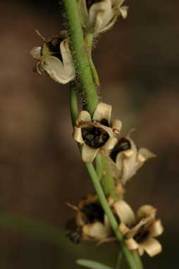 APII jpeg image of Linaria arvensis  © contact APII