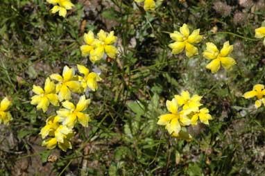 APII jpeg image of Goodenia pinnatifida  © contact APII