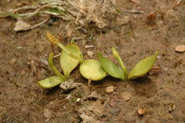 APII jpeg image of Ophioglossum lusitanicum  © contact APII