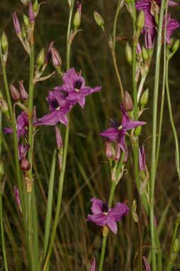 APII jpeg image of Arthropodium sp. Albury (A.D.J.Piesse 9)  © contact APII