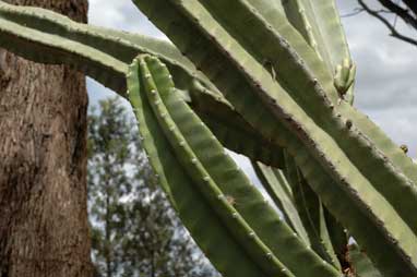 APII jpeg image of Echinopsis pachanoi  © contact APII