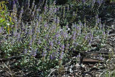 APII jpeg image of Ajuga australis  © contact APII